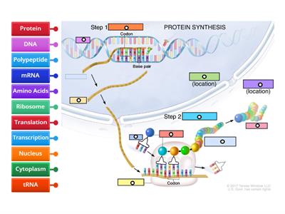 Protein Synthesis Diagram 