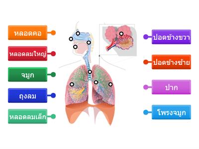 ระบบทางเดินหายใจ