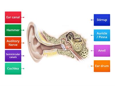 (Year 9) Diagram of the Ear