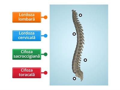 10.Curburile coloanei vertebrale
