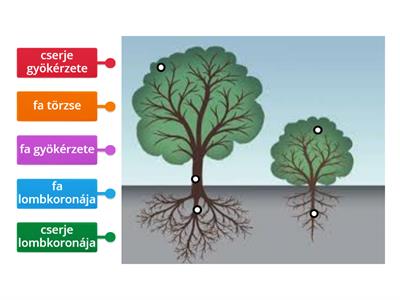 Fa és cserje részei 