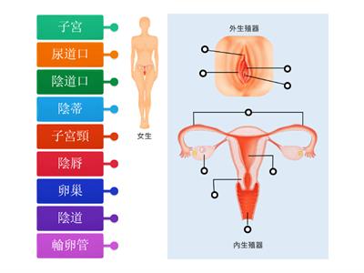 翰林國中健體1上－認識生殖器官－女孩篇