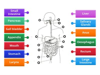 Label The Human Digestive System