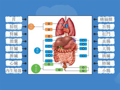  人體內部構造