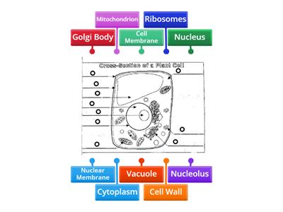 Cross-Section of a Plant Cell