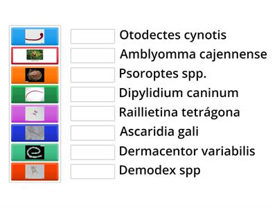 Associe os parasitos aos seus nomes 4 *