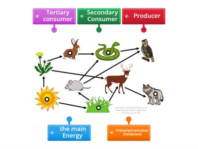 grade 5 what is a Food Web?