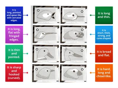 Oct. 1st - Functions of beaks