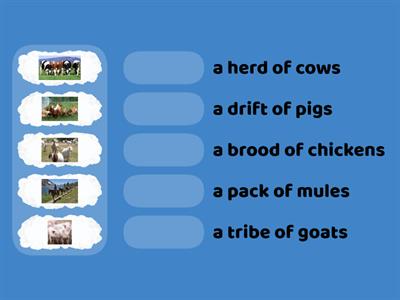 Game 79 Collective Nouns for farm animals
