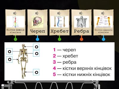 Для чого потрібні скелети і м'язи?