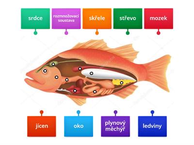 Anatomie ryb