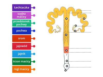 układ rozrodczy lochy