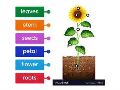 Parts of a plant