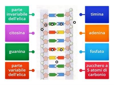 struttura DNA