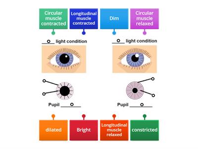 Pupil reflex