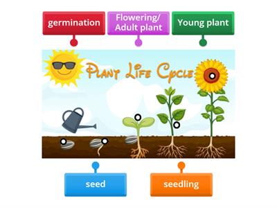 JC  Plant life cycle