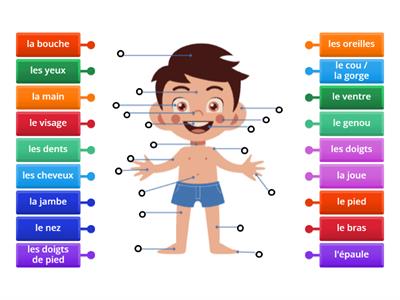 Les parties du corps (DD7 U5 , G)