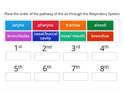 Respiratory System