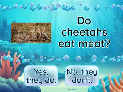 Do cheetahs eat meat?