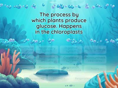 Year 9 photosynthesis and respiration