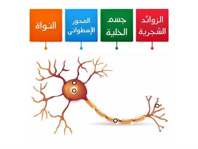 😊لعبة تربوية عن الجهاز العصبي 