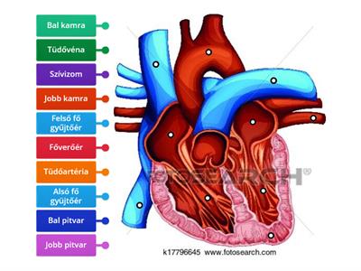 Biológia a szív