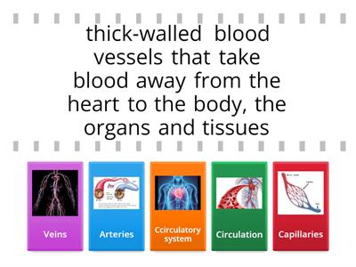 circulatory system - 