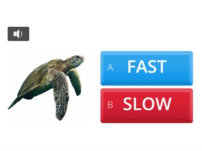 FAST OR SLOW?