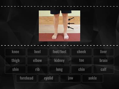 solutions intermediate parts of the body