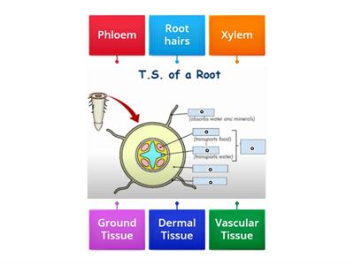 TS of a root