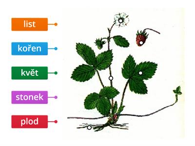 Části rostlin 