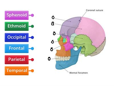 Label the Cranial Bones of the Skull