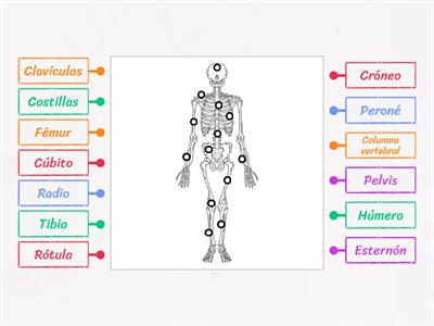 Huesos del cuerpo humano