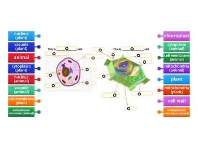 Organelles