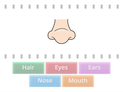  Parts of the Face