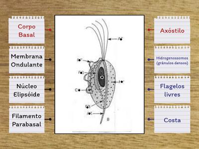 PARASITA DA HORA:  Morfologia de T. vaginalis