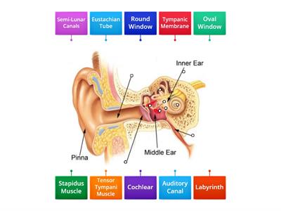 Ear Anatomy Diagram Label