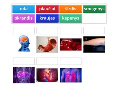 Learn Lithuanian Organs