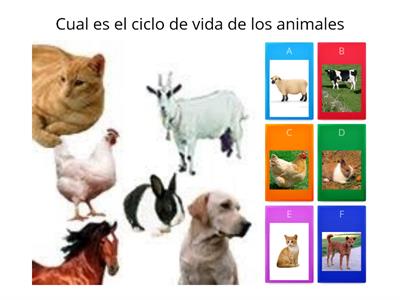 CICLO DE VIDA DE LOS ANIMALES