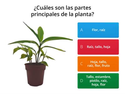 La planta