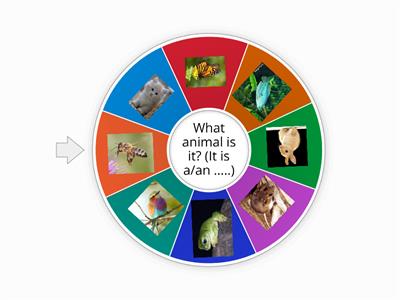 1st Grade-Animals