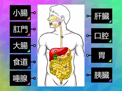 人體消化系統