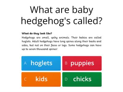 Hedgehog comprehension