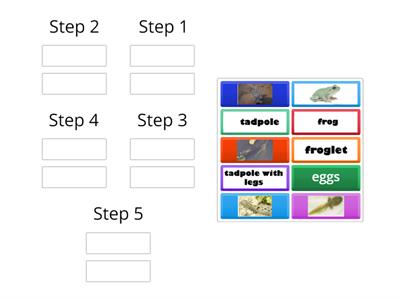 Copy of  Frog Life Cycle