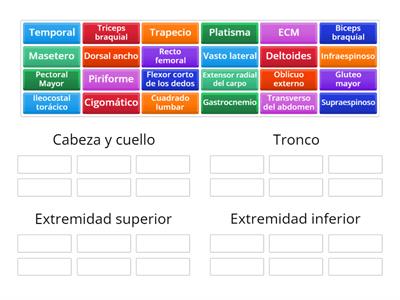 Clasifica los músculos