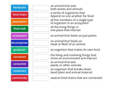 Food Chain/Food Web Vocabulary
