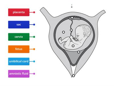 Foetal Development Structure Label