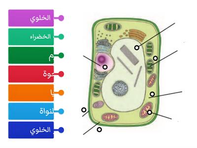 عضيات الخلية النباتية 
