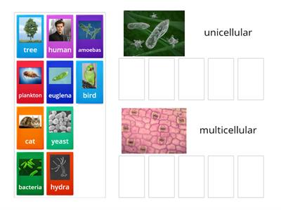 unicellular and multicellular (examples)