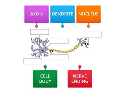 Structure of Neuron (T)